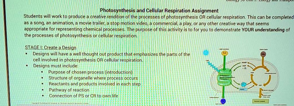 SOLVED: Photosynthesis and Cellular Respiration Assignment Students will  work to produce creative rendition of the processes of photosynthesis OR cellular  respiration: This can be completed as a song; an animation; a movie
