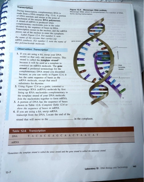 Transcription
During transcription, complementary RNA is made from a DNA template (Fig. 12.4). A portion of DNA unwinds and unzips at the point of attachment of the enzyme RNA polymerase. A strand of mRNA is produced when complementary nucleotides join in the order dictated by the sequence of bases in DNA. Transcription occurs in the nucleus, and the mRNA passes out of the nucleus to enter the cytoplasm.
Label Figure 12.4. For number 1, note the name of the enzyme that carries out mRNA synthesis. For number 2, note the name of this polynucleotide molecule.
Observation: Transcription
1. If you are using a kit, unzip your DNA model so that only one strand remains. This strand is called the template strand* because it will be used as a template to construct an mRNA molecule. The gene strand is preferred terminology for the complementary DNA strand you discarded because, as you can verify in Figure 12.4, it has the same sequence of bases as the mRNA molecule, except that uracil substitutes for thymine.
2. Using Figure 12.4 as a guide, construct a messenger RNA (mRNA) molecule by first lining up RNA nucleotides complementary to the template strand of your DNA molecule. Join the nucleotides together to form mRNA.
3. A portion of DNA has the sequence of bases shown in Table 12.6. Complete Table 12.6 to show the sequence of bases in mRNA.
4. If you are using a kit, unzip mRNA transcript from the DNA. Locate the end of the strand that will move to the  in the cytoplasm.
Figure 12.4 Messenger RNA (mRNA). Messenger RNA, which is complementary to a section of DNA, forms during transcription.
gene strand
DNA template strand
Table 12.6 Transcription
DNA T A C A C G A G C A A C T A A C A T
mRNA
*Sometimes the template strand is called the sense strand and the gene strand is called the antisense strand.