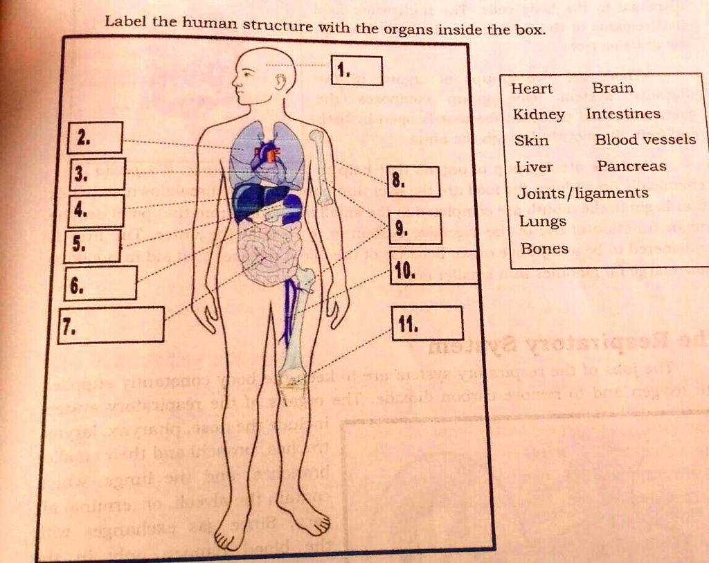 Label Organ Notes.pdf SOLVED: 'label the human structure with the organ inside the box Label ...