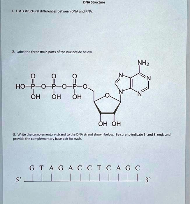 SOLVED Texts DNA Structure 1. List 3 structural differences between DNA and RNA. 2. Label the