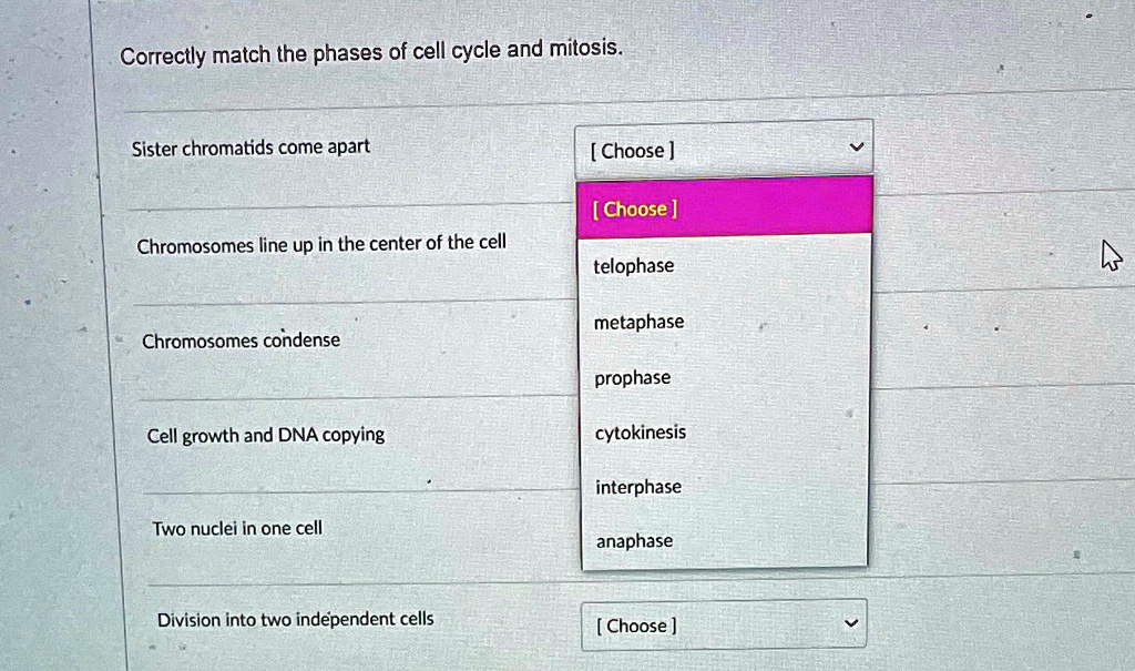 SOLVED: 'Correctly match the phases of cell cycle and mitosis. Sister ...