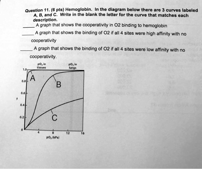 question 11 6 pts hemoglobin in the diagram below there are 3 curves ...