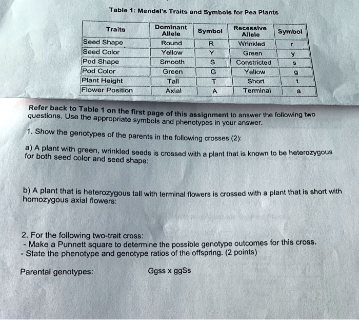 Table 1: Mendel's Traits and Symbols for Pea Plants

Traits Dominant Allele Symbol Recessive Allele Symbol
Seed Shape Round R Wrinkled r
Seed Color Yellow Y Green y
Pod Shape Smooth S Constricted s
Pod Color Green G Yellow g
Plant Height Tall T Short t
Flower Position Axial A Terminal a

Refer back to Table 1 on the first page of this assignment to answer the following two questions. Use the appropriate symbols and phenotypes in your answer.

1. Show the genotypes of the parents in the following crosses (2):

a) A plant with green, wrinkled seeds is crossed with a plant that is known to be heterozygous for both seed color and seed shape:

b) A plant that is heterozygous tall with terminal flowers is crossed with a plant that is short with homozygous axial flowers:

2. For the following two-trait cross:
- Make a Punnett square to determine the possible genotype outcomes for this cross.
- State the phenotype and genotype ratios of the offspring. (2 points)

Parental genotypes: Ggss x ggSs