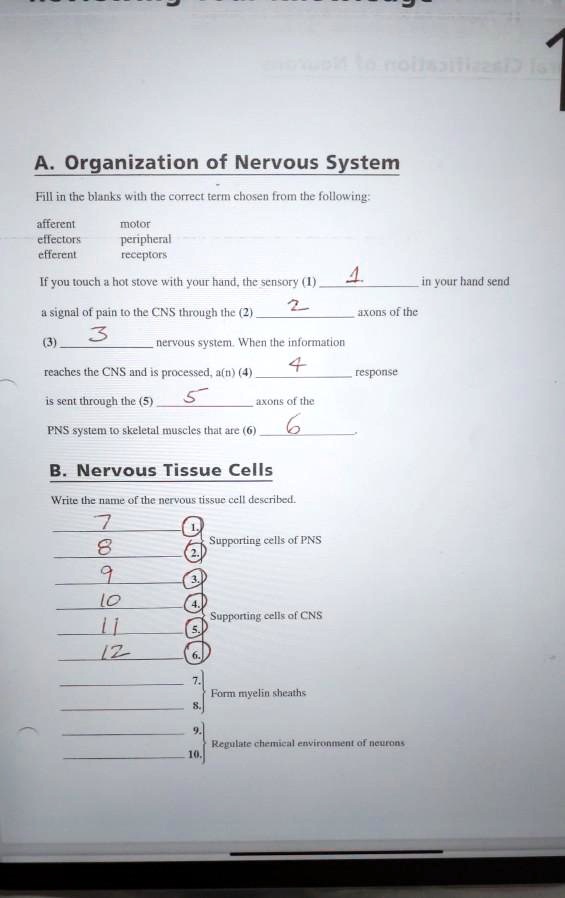 A. Organization of Nervous System
Fill in the blanks with the correct term chosen from the following:
afferent motor
effectors peripheral
efferent receptors
If you touch a hot stove with your hand, the sensory (1)  in your hand send
a signal of pain to the CNS through the (2)  axons of the
(3)  nervous system. When the information
reaches the CNS and is processed, a(n) (4)  response
is sent through the (5)  axons of the
PNS system to skeletal muscles that are (6) 
B. Nervous Tissue Cells
Write the name of the nervous tissue cell described.
1. Supporting cells of PNS
2.
3.
4. Supporting cells of CNS
5.
6.
7. Form myelin sheaths
8.
9.
10. Regulate chemical environment of neurons
