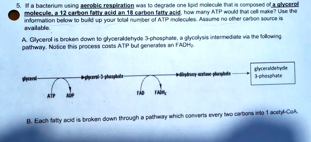 5. If a bacterium using aerobic respiration was to degrade one lipid molecule that is composed of a glycerol molecule, a 12 carbon fatty acid an 18 carbon fatty acid, how many ATP would that cell make? Use the information below to build up your total number of ATP molecules. Assume no other carbon source is available.

A. Glycerol is broken down to glyceraldehyde 3-phosphate, a glycolysis intermediate via the following pathway. Notice this process costs ATP but generates an FADH2.

glycerol -> glycerol-3-phosphate -> dihydroxy-acetone-phosphate -> glyceraldehyde 3-phosphate
ATP ADP
FAD FADH2

B. Each fatty acid is broken down through a pathway which converts every two carbons into 1 acetyl-CoA.