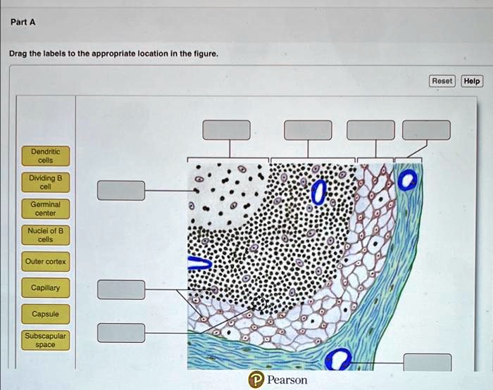 SOLVED: Part A Drag the labels to the appropriate location in the ...