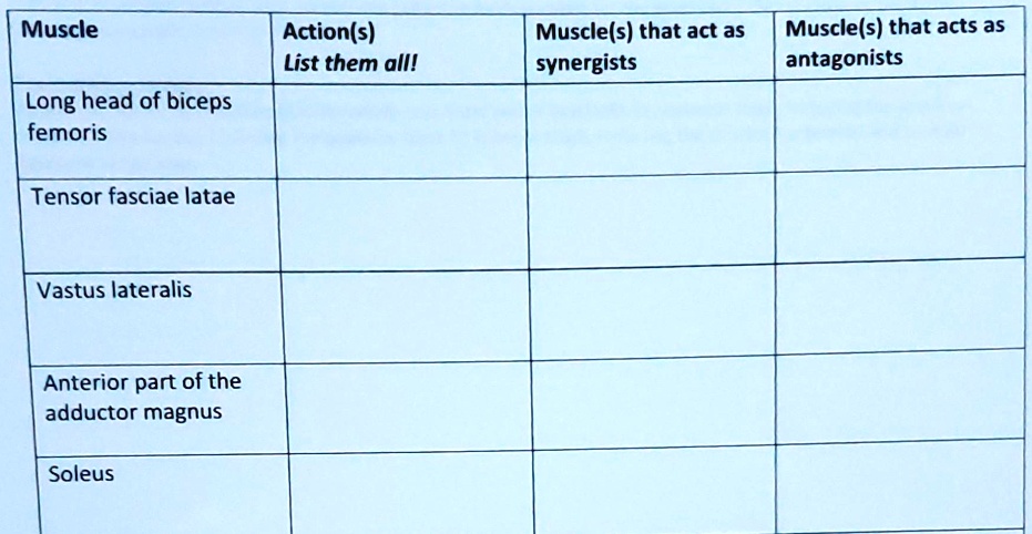 SOLVED Muscle Actions List them all Muscles that act as