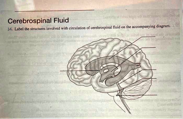 SOLVED: Cerebrospinal Fluid 14. Label the structures involved with ...