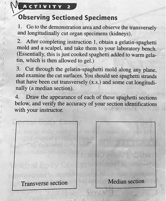 SOLVED Observing Sectioned Specimens 1. Go to the demonstration area