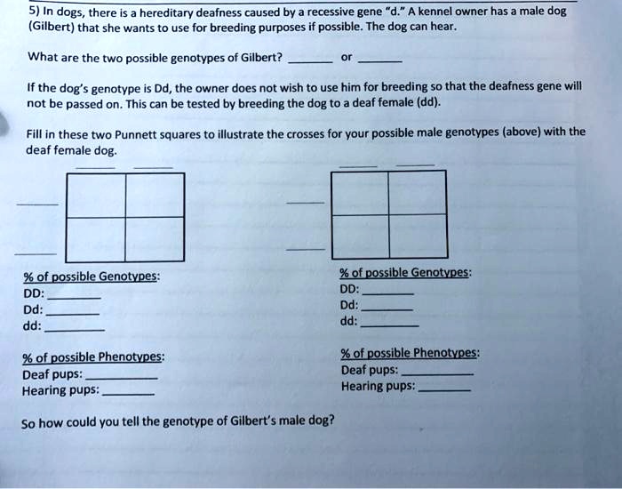 SOLVED In dogs, there is hereditary deafness caused by a recessive
