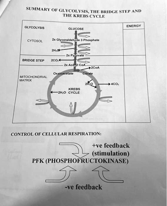 summary of glycolysis the bridge step and the krebs cycle glycolysis ...