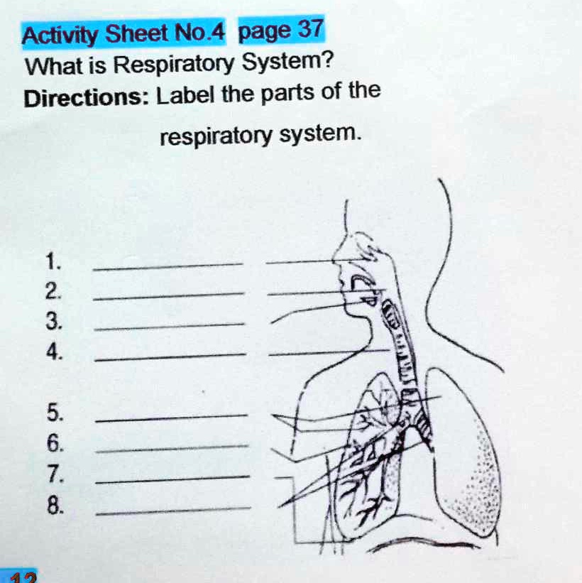 Solved: Label The Parts Of The Respiratory System. Activity Sheet No. 4 