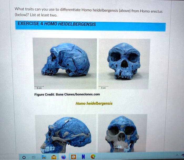 What traits can you use to differentiate Homo heidelbergensis (above) from Homo erectus (below)? List at least two. Figure Credit: Bone Clones/boneclones.com Homo heidelbergensis