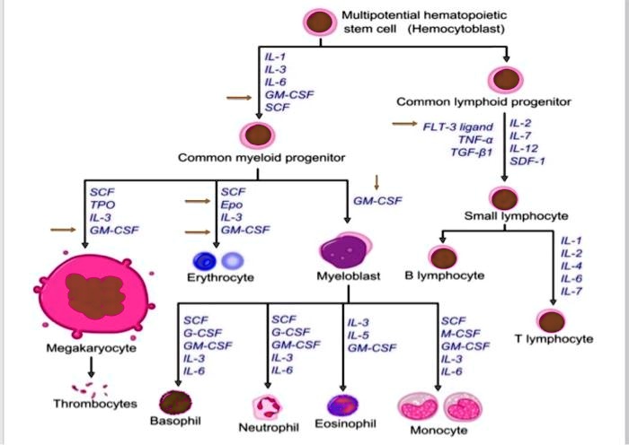 Texts: GM-CSF is it granulocyte monocyte?? How does it act on ...