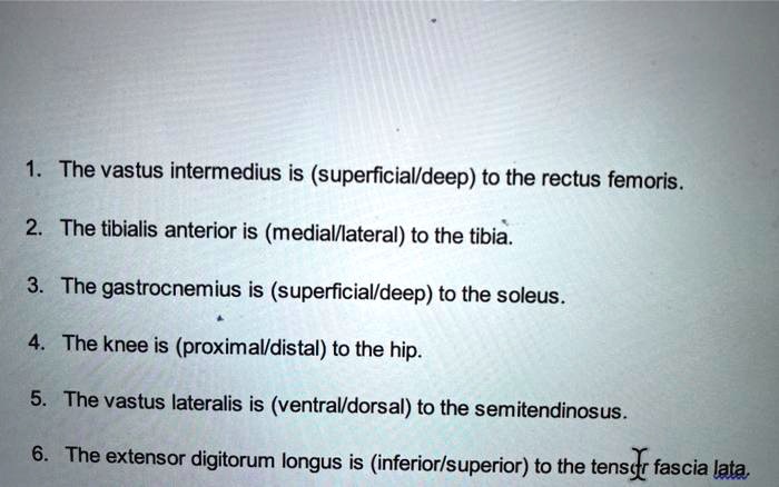 1. The vastus intermedius is (superficial/deep) to the rectus femoris.
2. The tibialis anterior is (medial/lateral) to the tibia.
3. The gastrocnemius is (superficial/deep) to the soleus.
4. The knee is (proximal/distal) to the hip.
5. The vastus lateralis is (ventral/dorsal) to the semitendinosus.
6. The extensor digitorum longus is (inferior/superior) to the tensor fascia lata.