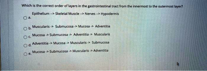 SOLVED: Which is the correct order of layers in the gastrointestinal ...