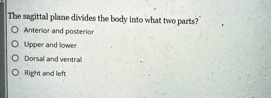 the sagittal plane divides the body into what two parts anterior and ...