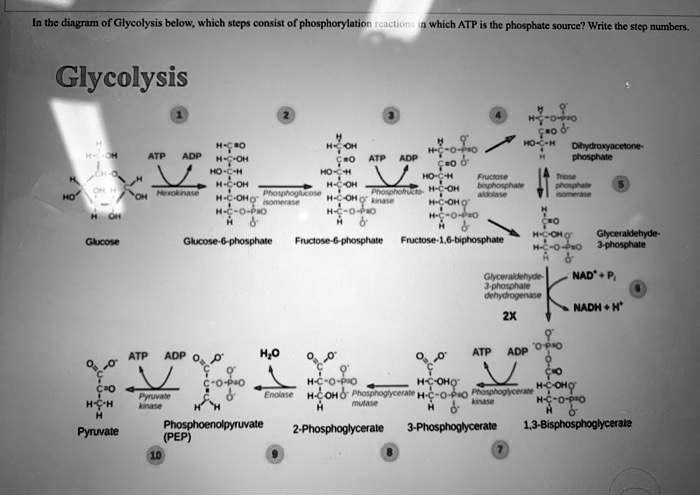 In the diagram of Glycolysis below, which steps consist of phosphorylation reactions in which ATP is the phosphate source? Write the step numbers.

Glycolysis

1
Glucose
ATP ADP
Hexokinase

2
Glucose-6-phosphate
Phosphoglucose isomerase

3
Fructose-6-phosphate
ATP ADP
Phosphofructokinase

4
Fructose-1,6-bisphosphate
Fructose bisphosphate aldolase

Dihydroxyacetone-phosphate
Triose phosphate isomerase

5
Glyceraldehyde-3-phosphate

6
2X
Glyceraldehyde-3-phosphate dehydrogenase
NAD+ + Pi
NADH + H+

7
1,3-Bisphosphoglycerate
ADP ATP
Phosphoglycerate kinase

8
3-Phosphoglycerate
Phosphoglycerate mutase

9
2-Phosphoglycerate
Enolase
H2O

10
Phosphoenolpyruvate (PEP)
ADP ATP
Pyruvate kinase
Pyruvate