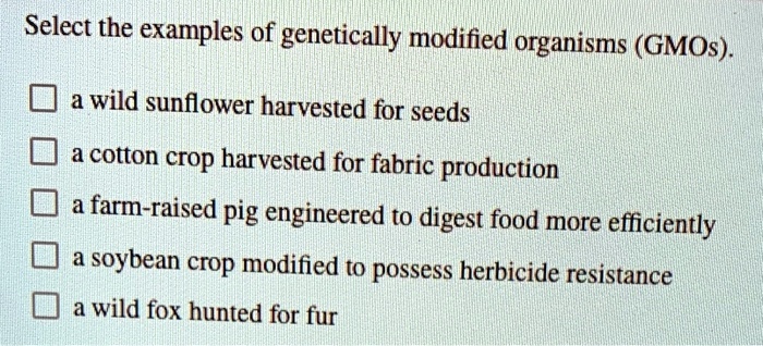 Select the examples of genetically modified organisms (GMOs).

a wild sunflower harvested for seeds
a cotton crop harvested for fabric production
a farm-raised pig engineered to digest food more efficiently
a soybean crop modified to possess herbicide resistance
a wild fox hunted for fur