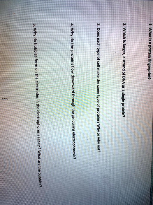 solved-why-do-bubbles-does-which-is-larger-form-why-do-the-proteins