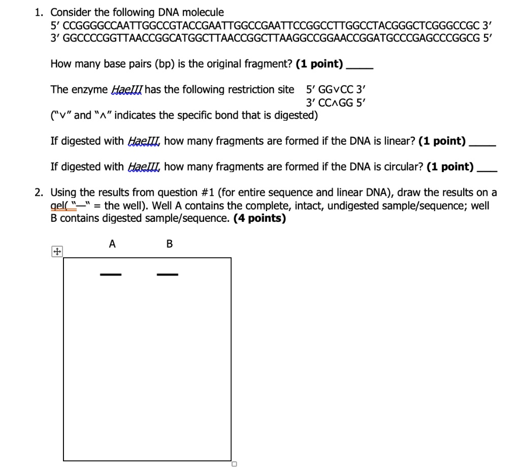 1. Consider the following DNA molecule
5’ CCGGGGCCAATTGGCCGTACCGAATTGGCCGAATTCCGGCCTTGGCCTACGGGCTCGGGCCGC 3’
3’ GGCCCCGGTTAACCGGCATGGCTTAACCGGCTTAAGGCCGGAACCGGATGCCCGAGCCCGGCG 5’

How many base pairs (bp) is the original fragment? (1 point) 

The enzyme HaeIII has the following restriction site 5’ GGvCC 3’
3’ CC^GG 5’
(‘v’ and ‘^’ indicates the specific bond that is digested)

If digested with HaeIII, how many fragments are formed if the DNA is linear? (1 point) 

If digested with HaeIII, how many fragments are formed if the DNA is circular? (1 point) 

2. Using the results from question #1 (for entire sequence and linear DNA), draw the results on a gel( ‘—’ = the well). Well A contains the complete, intact, undigested sample/sequence; well B contains digested sample/sequence. (4 points)