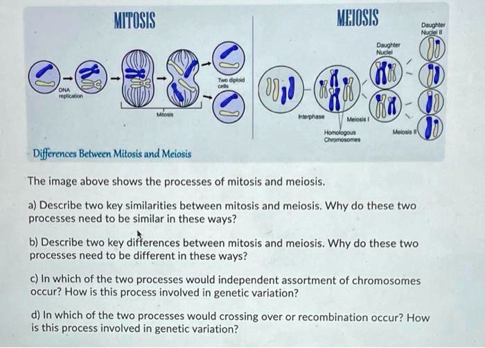 SOLVED: ME.IOSIS Differences Between Mitosis And Meiosis The Image ...