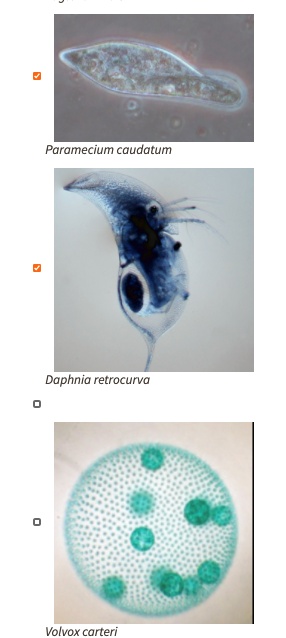 SOLVED: Paramecium caudatum Daphnia retrocurva Volvox carteri