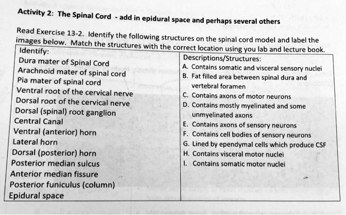 Solved: Dura Mater Of Spinal Cord Arachnoid Mater Of Spinal Cord Pia 