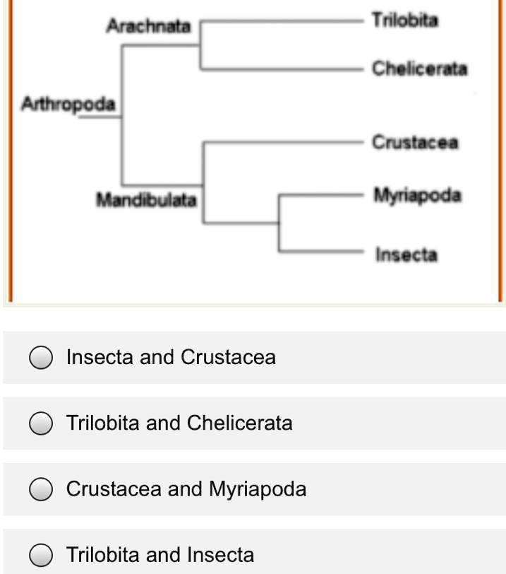 Arthropoda
Arachnata
Trilobita
Chelicerata
Mandibulata
Crustacea
Myriapoda
Insecta
Insecta and Crustacea
Trilobita and Chelicerata
Crustacea and Myriapoda
Trilobita and Insecta