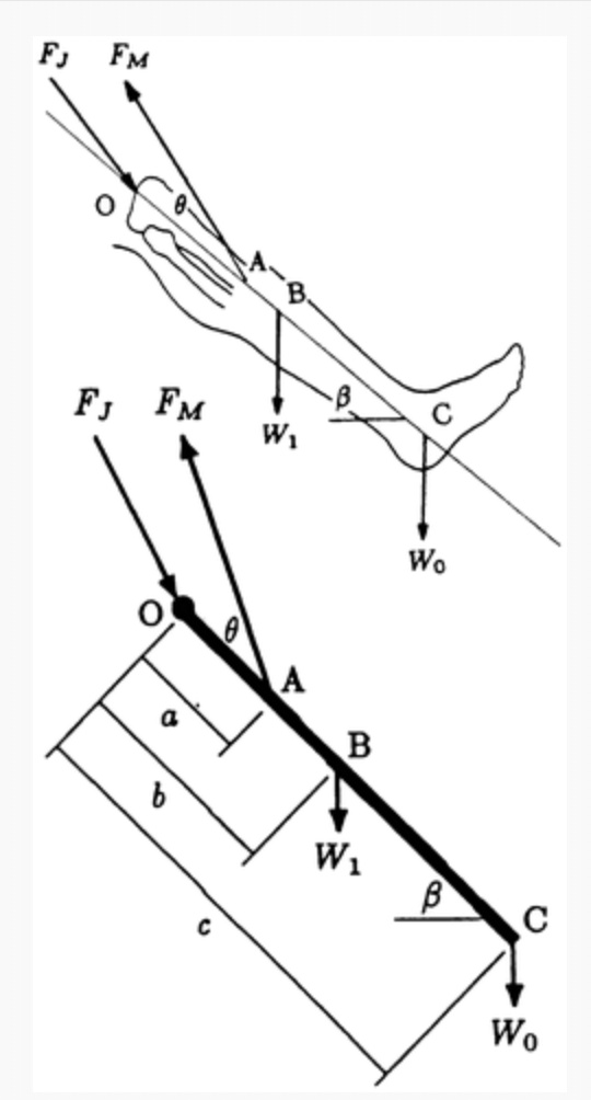 SOLVED: Consider a person performing lower leg flexion-extension