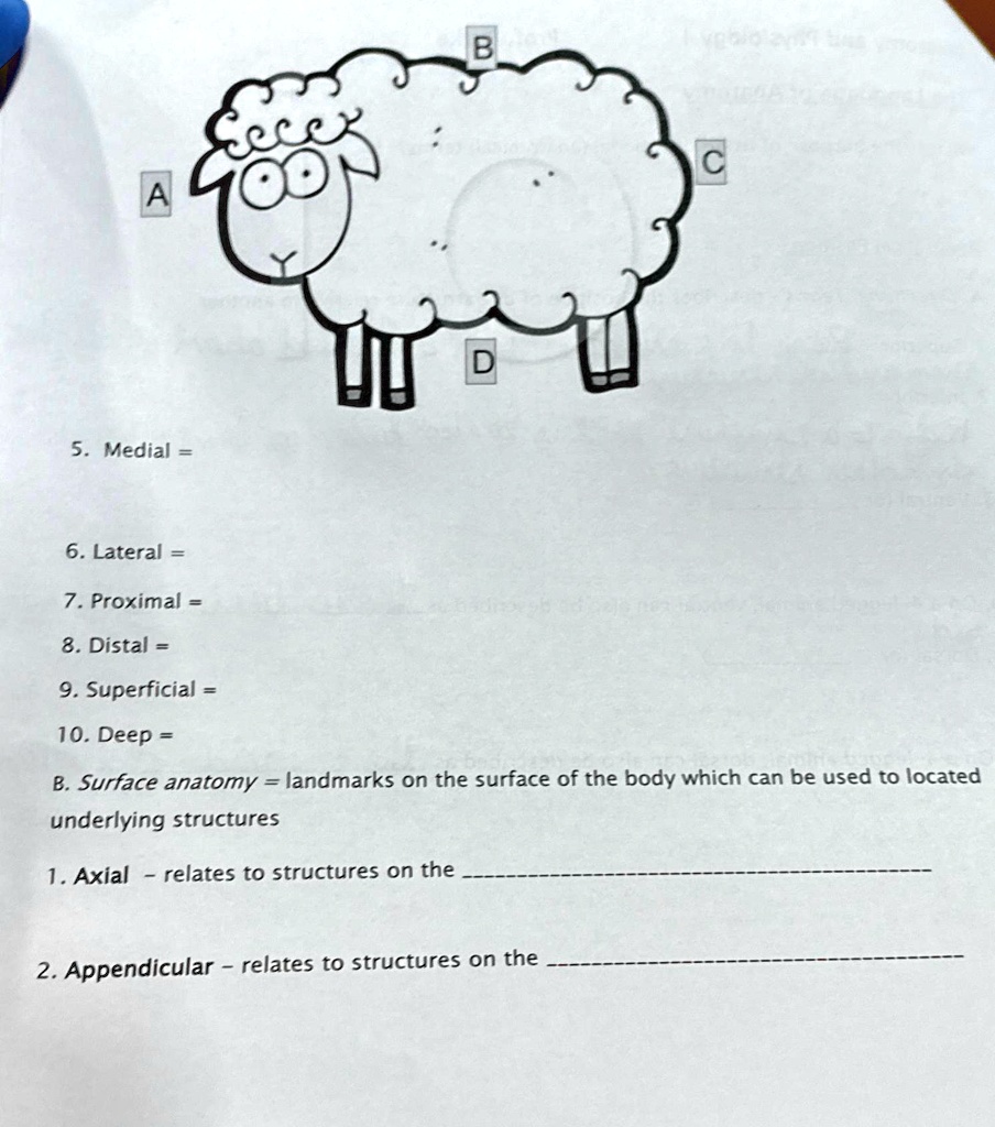 5. Medial = 6. Lateral = 7. Proximal = 8. Distal = 9. Superficial = 10 ...