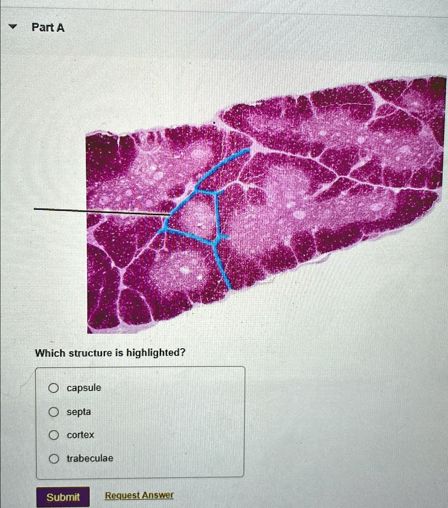 Cortex Capule Part A Which structure is highlighted? O capsule O septa O cortex O ...