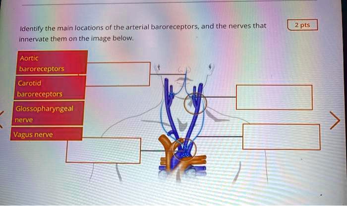 Solved Identify The Main Locations Of The Arterial Baroreceptors And The Nerves That Innervate