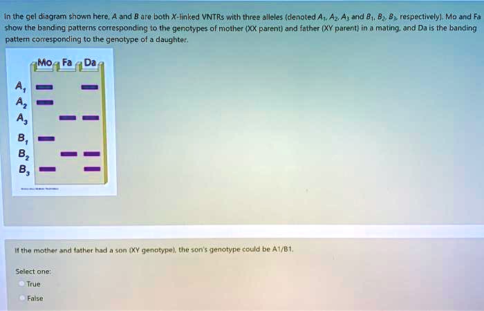 In The Gel Diagram Shown Here And B Are Bolh X Linke Solvedlib