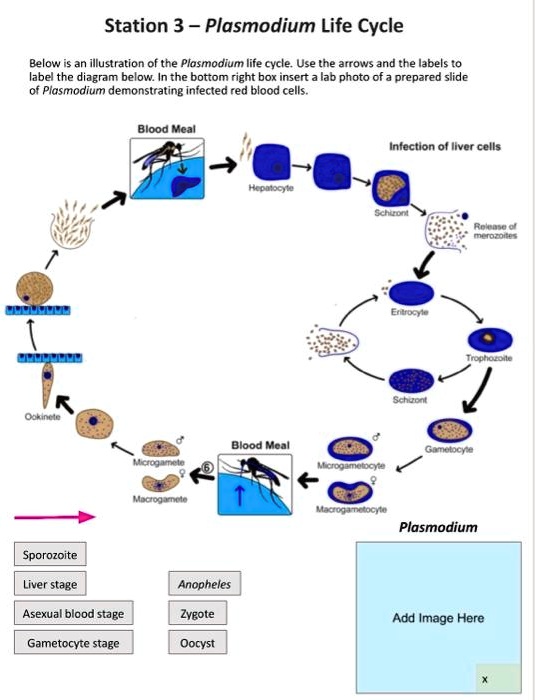 Red Blood Cell Life Cycle Diagram