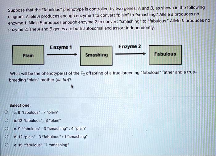 SOLVED: Controlled By Two Genes, And B As Shown In The Following ...