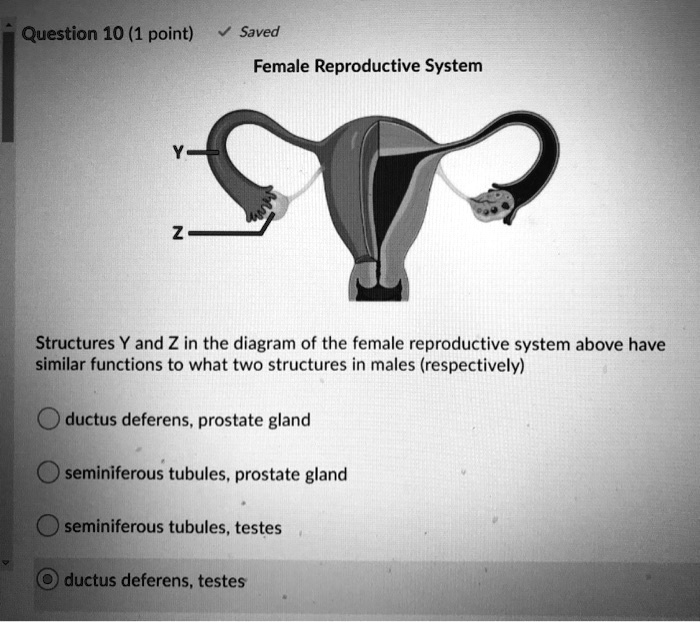 Solved: Question 10 (1 Point) Saved Female Reproductive System 