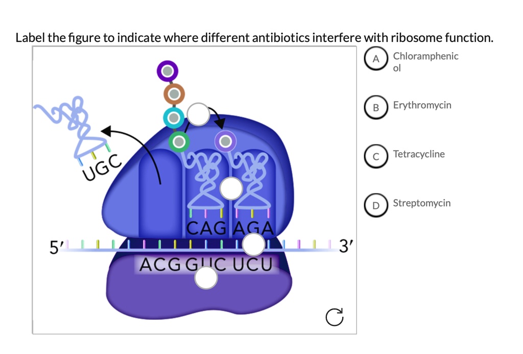 SOLVED Label the figure to indicate where different antibiotics