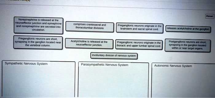 Norepinephrine is released at the neuroeffector junction and ...