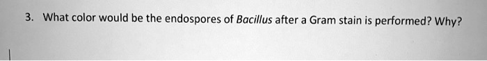 What color would be the endospores of Bacillus after a Gram stain is performed? Why?