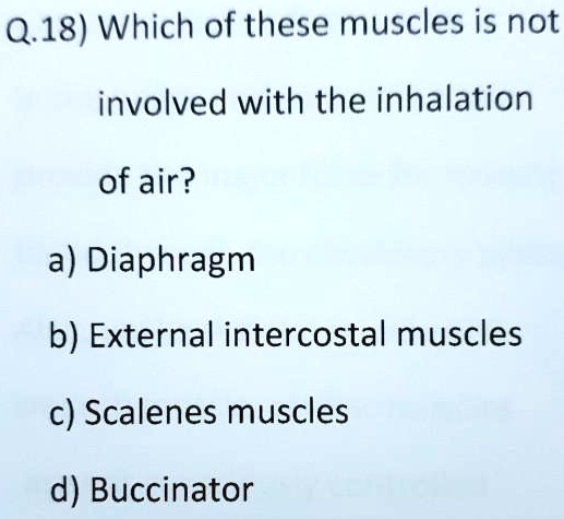 Q.18) Which of these muscles is not
involved with the inhalation
of air?
a) Diaphragm
b) External intercostal muscles
c) Scalenes muscles
d) Buccinator
