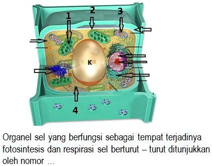 SOLVED: a. 4 dan 1 b.2 dan 3 c.1 dan 3 d.3 dan 4 Organel sel yang ...