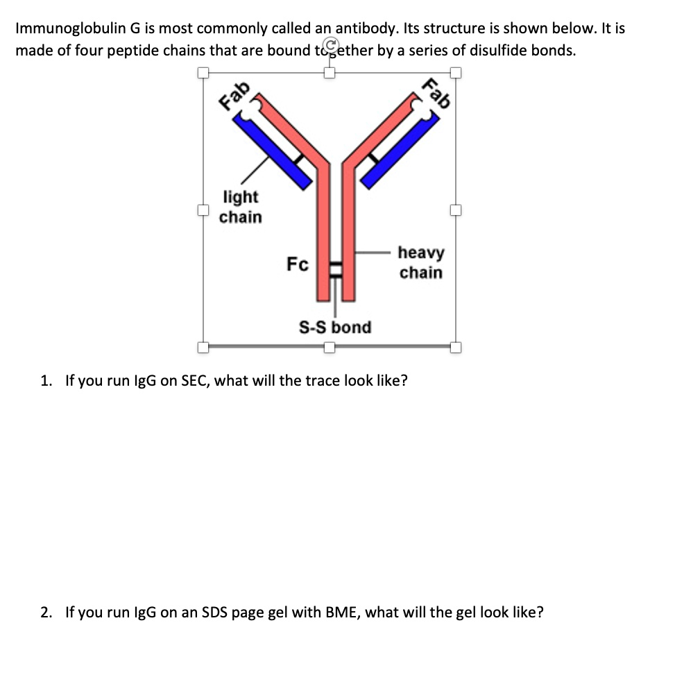 Immunoglobulin G is most commonly called an antibody. Its...