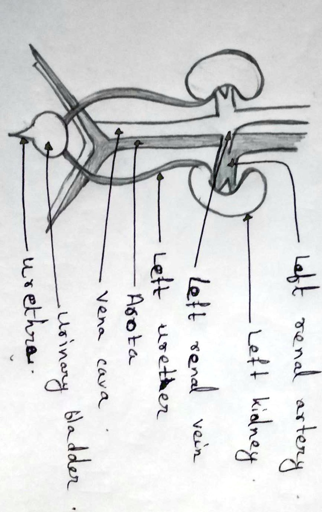 Biology Unit 3 pt.2 (Excretory System) Diagram | Quizlet