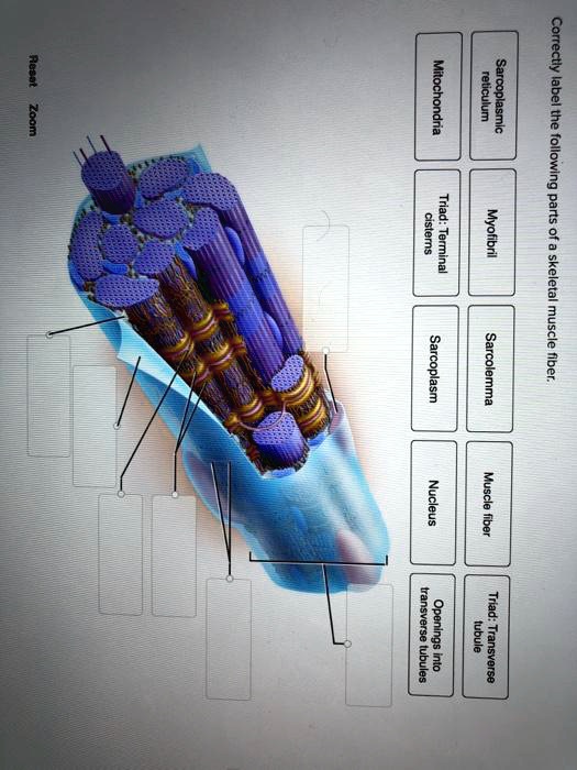 SOLVED: Mitochondrial reticulum Sarcoplasmic cisterns Triad: Terminal ...