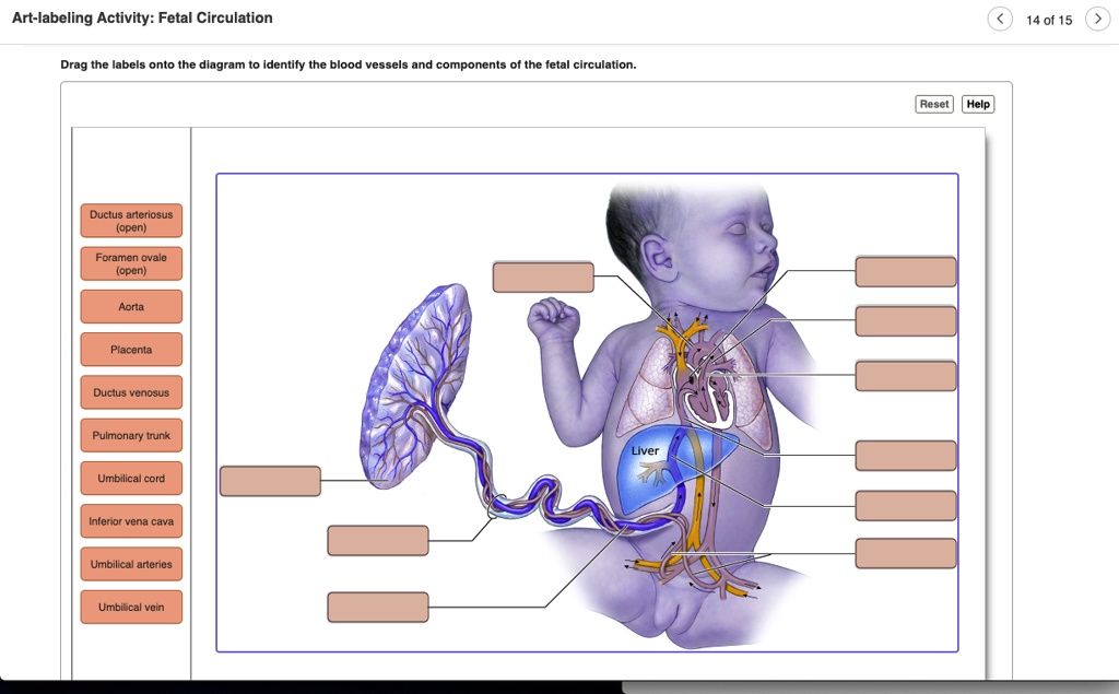 Fetal Circulation Labeled