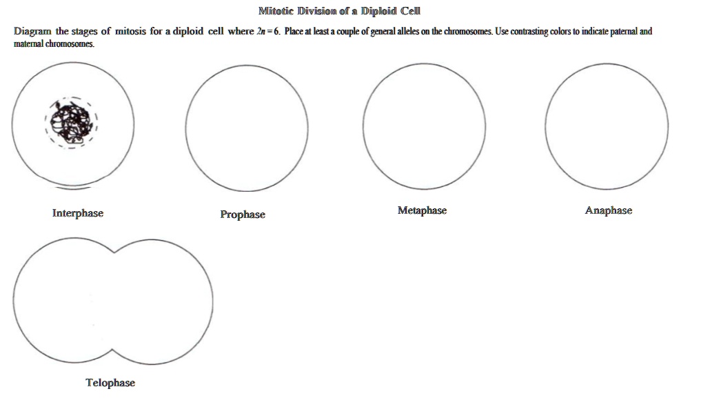 mitosis stages diagram black and white