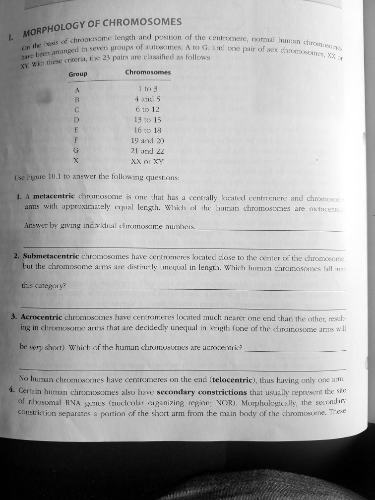 I. MORPHOLOGY OF CHROMOSOMES
On the basis of chromosome length and position of the centromere, normal human chromosomes
have been arranged in seven groups of autosomes, A to G, and one pair of sex chromosomes, XX or
XY. With these criteria, the 23 pairs are classified as follows:
Group	Chromosomes
A	1 to 3
B	4 and 5
C	6 to 12
D	13 to 15
E	16 to 18
F	19 and 20
G	21 and 22
X	XX or XY
Use Figure 10.1 to answer the following questions:
1. A metacentric chromosome is one that has a centrally located centromere and chromosome
arms with approximately equal length. Which of the human chromosomes are metacentric?
Answer by giving individual chromosome numbers.
2. Submetacentric chromosomes have centromeres located close to the center of the chromosome,
but the chromosome arms are distinctly unequal in length. Which human chromosomes fall into
this category?
3. Acrocentric chromosomes have centromeres located much nearer one end than the other, result-
ing in chromosome arms that are decidedly unequal in length (one of the chromosome arms will
be very short). Which of the human chromosomes are acrocentric?
No human chromosomes have centromeres on the end (telocentric), thus having only one arm.
4. Certain human chromosomes also have secondary constrictions that usually represent the site
of ribosomal RNA genes (nucleolar organizing region; NOR). Morphologically, the secondary
constriction separates a portion of the short arm from the main body of the chromosome. These