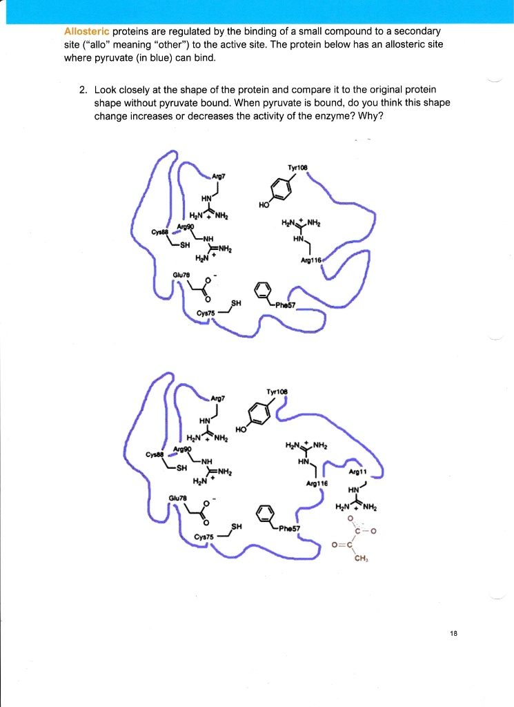 Allosteric proteins are regulated by the binding of a small compound to ...