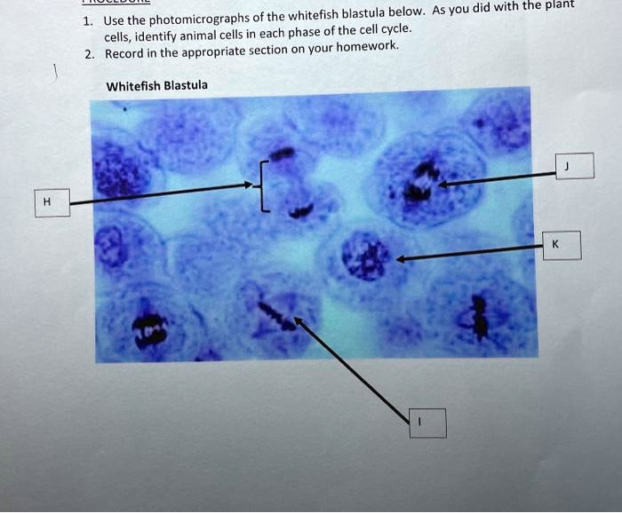 1. Use the photomicrographs of the whitefish blastula below. As you did with the plant
cells, identify animal cells in each phase of the cell cycle.
2. Record in the appropriate section on your homework.
Whitefish Blastula